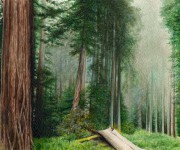 Wood_Digital Graphite
