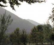 alberi sdesigner