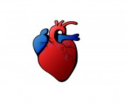 Cuore