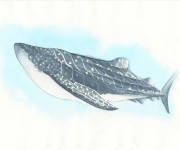 Squalo balena - illustrazione naturalistica