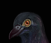 Pidgeon